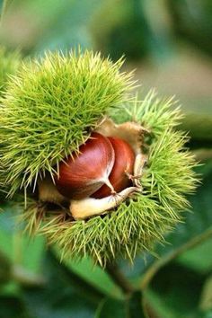 an image of some nuts on the tree