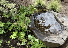 a small pond in the middle of some plants