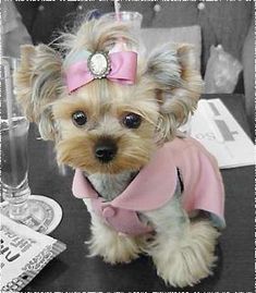 a small dog with a pink bow on it's head