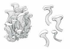 three drawings of different shapes and sizes of mushrooms