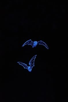 two bats flying in the dark at night