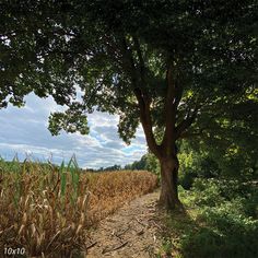 a dirt path in the middle of a corn field with trees on both sides and blue skies above