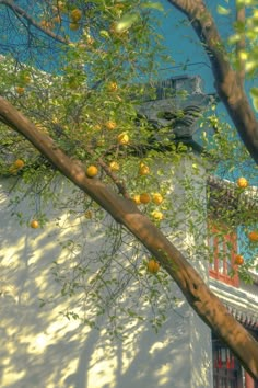 an orange tree in front of a building