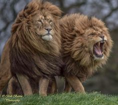 two lions standing next to each other with their mouths open