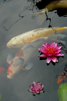 two koi fish swimming in a pond with water lilies