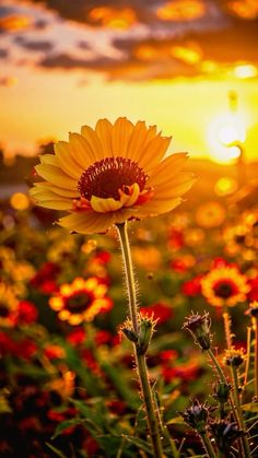 the sun is setting over a field full of flowers