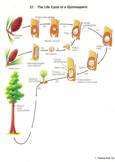 the life cycle of a glymosepam plant, from an old book