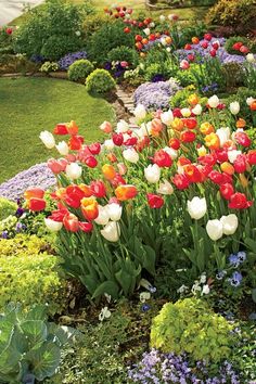 many different colored tulips in a garden