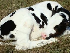 two black and white cows are laying in the grass