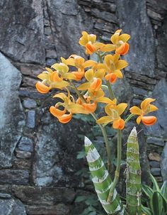 an orange and yellow flower in front of a stone wall with moss growing on it