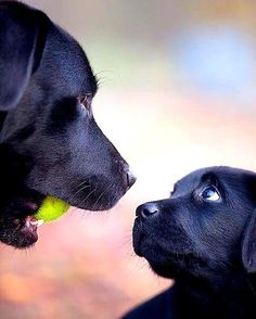 two black dogs are playing with a yellow tennis ball in their mouth and one is biting the other dog's nose