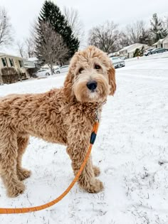 a brown dog standing in the snow with a leash attached to it's neck