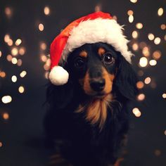 a black and brown dog wearing a santa hat on top of it's head