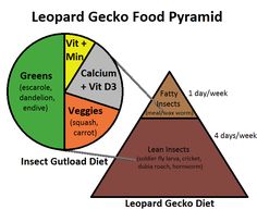 a diagram showing the food pyramid and its components