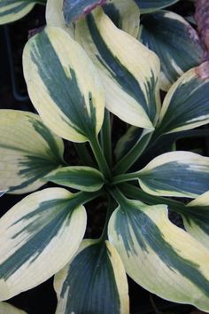 a close up of a plant with green and yellow leaves