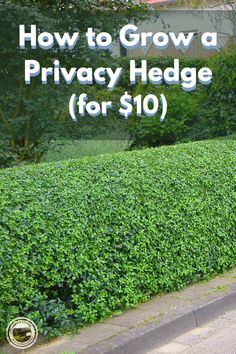 a hedge with the words how to grow a privacy hedge for $ 10 on it