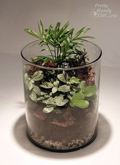 a glass vase filled with plants on top of a table