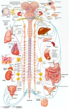 Nervus Vagus, Human Nervous System, Sistem Saraf, Bolesti Chrbta, Spinal Nerve, Musculoskeletal System, Human Body Anatomy, Spine Health