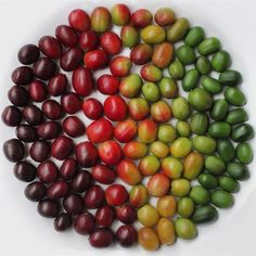 a white plate topped with lots of different types of fruit on top of each other