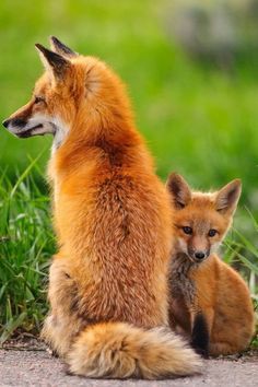 two foxes sitting in the grass next to each other