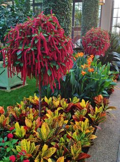 red and yellow flowers in the middle of a garden