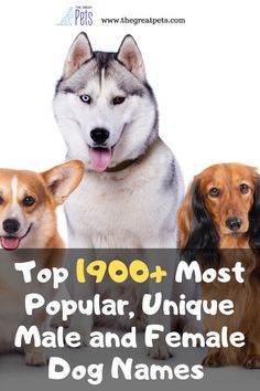 three dogs with the words top 10 most popular unique male and female dog names in front of them