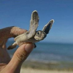 a small turtle being held up to the camera by someone's hand at the beach