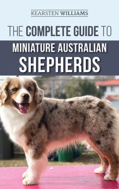 the complete guide to miniature australian shepherds