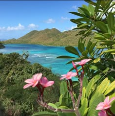 pink flowers are blooming near the ocean