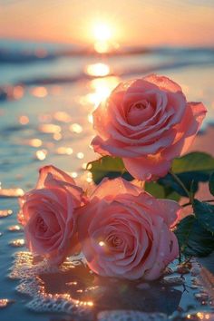 Roses On The Beach, Rosé Beach, Ocean Art Painting, Pretty Flowers Pictures, Rose Aesthetic, Cute Mobile Wallpapers, Flowery Wallpaper, Color And Light, Sandy Shores