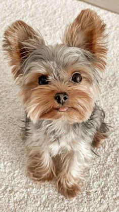 a small dog sitting on top of a white carpet