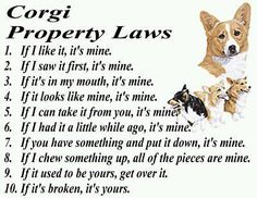 a dog poem with four dogs on it's back and the words, corgi property laws