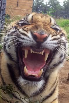 a close up of a tiger with its mouth open