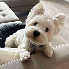 a small white dog sitting on top of a couch