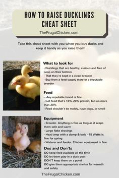 the instructions for how to raise ducklings