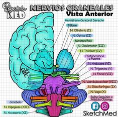 an image of a diagram of the brain and its functions in spanish language, with caption text below