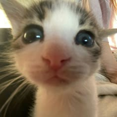 a close up of a cat with blue eyes and a person in the background looking at the camera