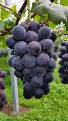 bunches of grapes hanging from a vine in a vineyard