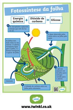 Resumo de fotossíntese para a matéria de Ciências Study Biology, Biology, Communication