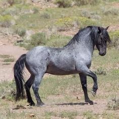 a gray horse is running in the field