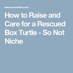 the text how to raise and care for a rescue box turtle - so not niche