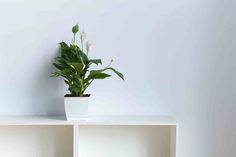 a potted plant sitting on top of a white shelf