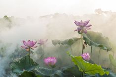 pink lotuses blooming in the foggy water