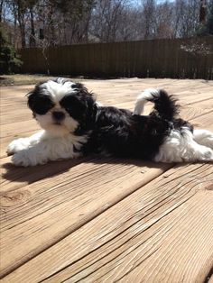 a small black and white dog laying on top of a wooden deck