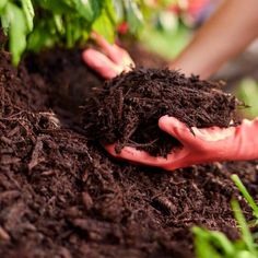 two hands are holding soil in the ground