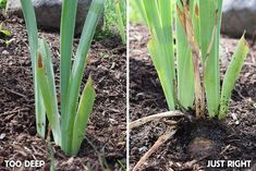 two pictures of the same plant in different stages of growth, and one showing what it looks like