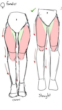 how to draw the lower leg muscles