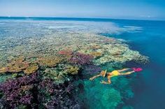 a person swimming in the ocean with colorful corals and water plants on the bottom