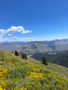 the mountains are covered in wildflowers and blue skies