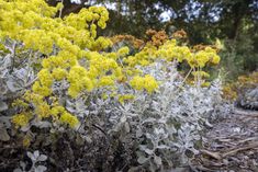 yellow and white flowers are growing in the dirt